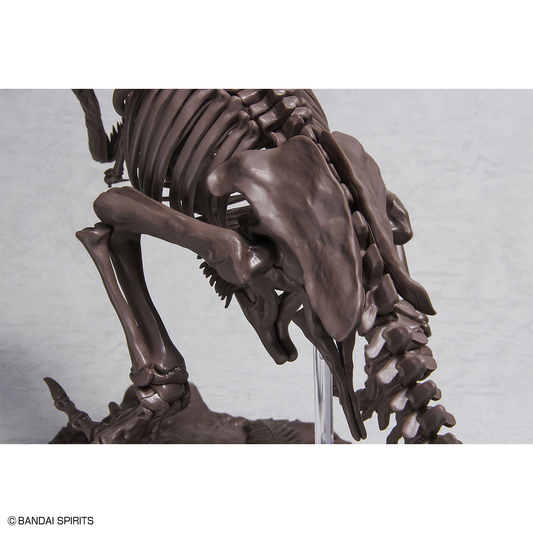 Imaginery Skeleton Tyrannosaurus